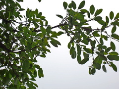 Ficus natalensis