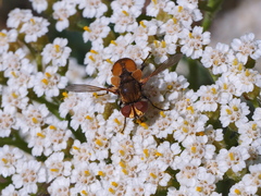 Eliozeta