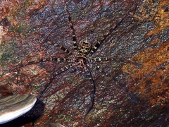 Heteropoda tetrica
