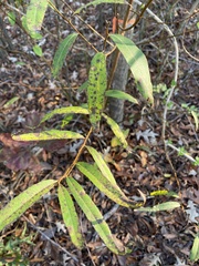 Salix nigra
