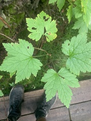 Ribes glandulosum
