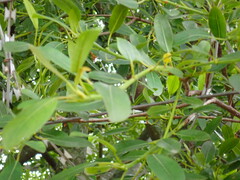 Ficus natalensis