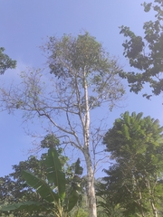 Cavanillesia platanifolia