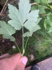 Ribes glandulosum