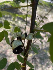 Adenanthera microsperma