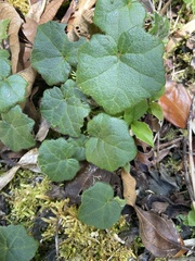 Malvaviscus arboreus