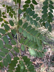 Adenanthera microsperma