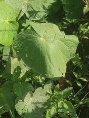 Piper umbellatum