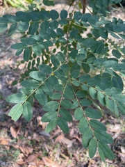 Adenanthera microsperma