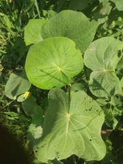 Piper umbellatum