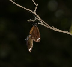 Euploea tulliolus