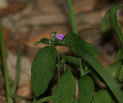 Rostellularia obtusa