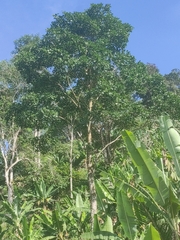 Ficus insipida