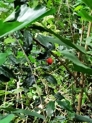 Salacia fruticosa