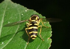 Xanthogramma flavipes