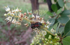 Elaphinis latecostata