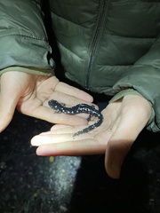 Aneides flavipunctatus