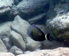 Acanthurus