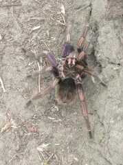 Pamphobeteus ultramarinus