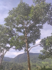 Erythrina poeppigiana