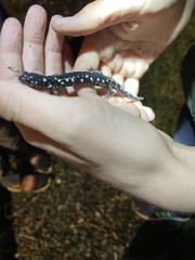 Aneides flavipunctatus