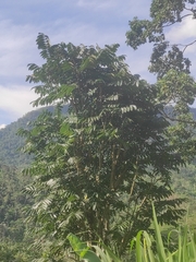 Spathodea campanulata