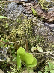 Peperomia serpens