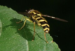 Xanthogramma flavipes