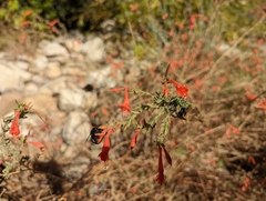 Xylocopa tabaniformis orpifex