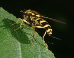 Xanthogramma flavipes