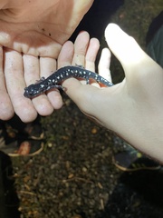 Aneides flavipunctatus