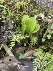 Peperomia serpens