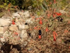 Xylocopa tabaniformis orpifex