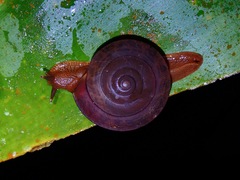 Hemiplecta