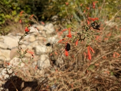 Xylocopa tabaniformis orpifex