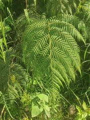 Macrothelypteris torresiana