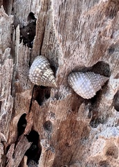 Cenchritis muricatus