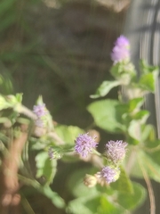 Cyanthillium cinereum