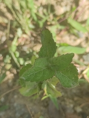 Pseudoconyza viscosa