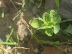Mecardonia procumbens