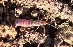 Forficulidae