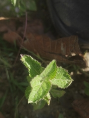Salvia scutellarioides