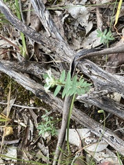 Pimelea