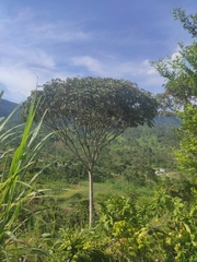 Schizolobium parahyba