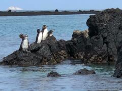 Spheniscus mendiculus