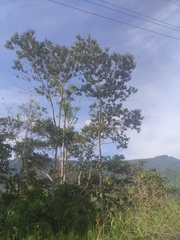 Cecropia obtusifolia