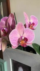Vandoideae