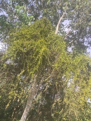 Maclura tinctoria