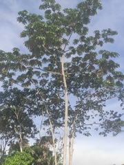 Cecropia obtusifolia
