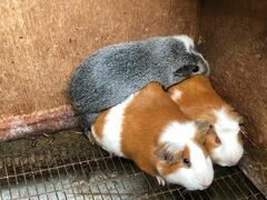 Cavia